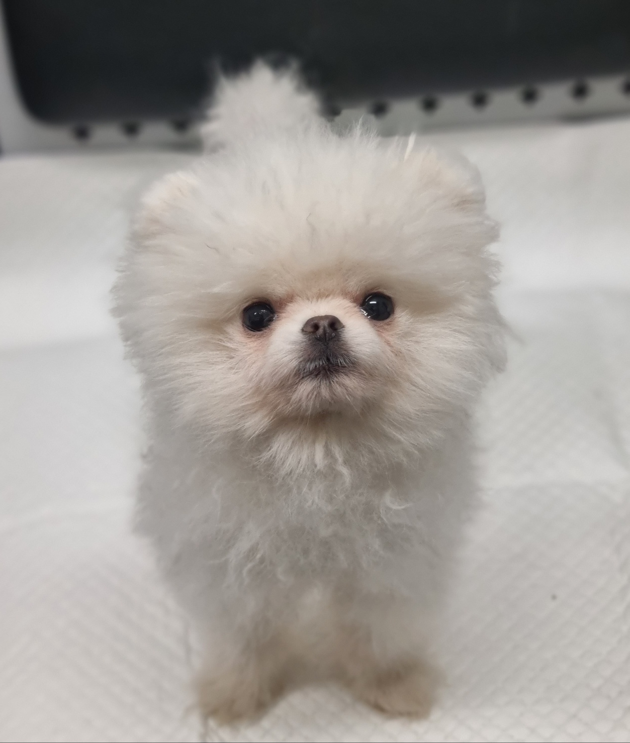 포메라니안 이미지 파일 입니다.